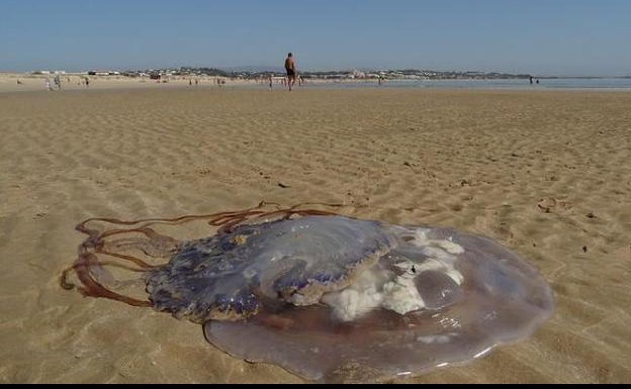 Playas M Laga Alertan Este Martes De Una Alta Concentraci N De Medusas